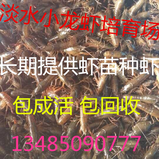 供应龙虾种苗