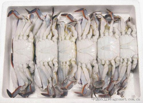 供应三点蟹