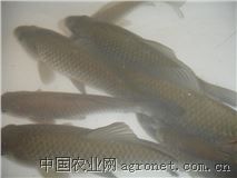 供应1-3两以上鲫鱼