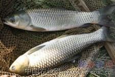 求购草鱼苗