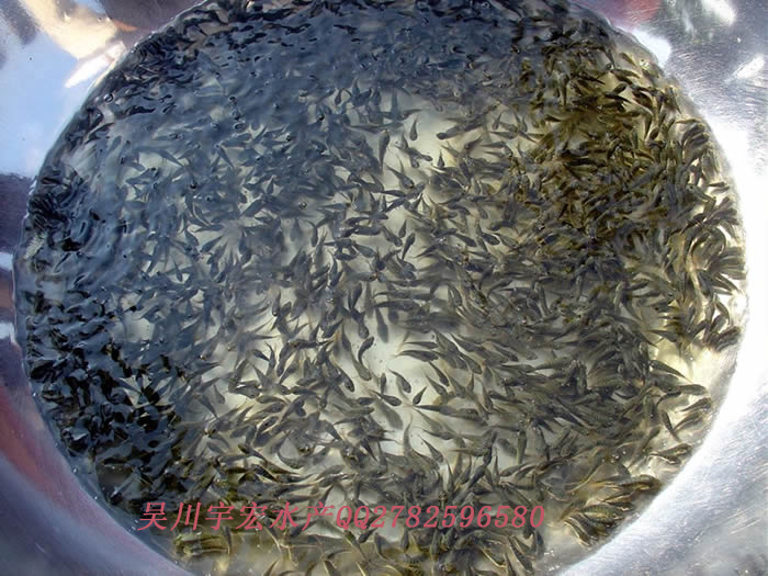 供应丁公鱼苗，沙古头鱼苗，湛江海水鱼苗