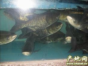 求购3、4、5两以上花鲢苗