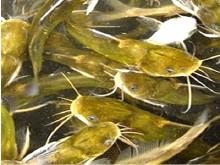 供应1两以上昂刺鱼