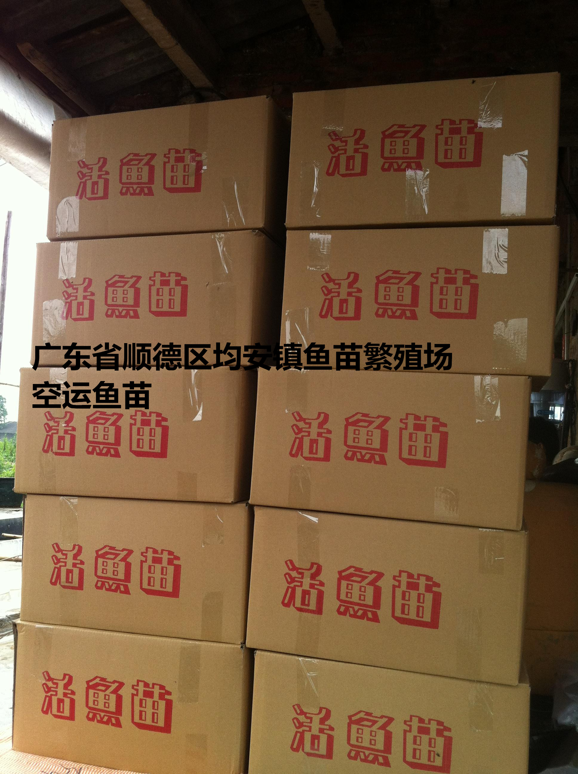 求购草鱼水花和四大家鱼水花