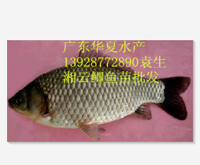 供应鲫鱼苗