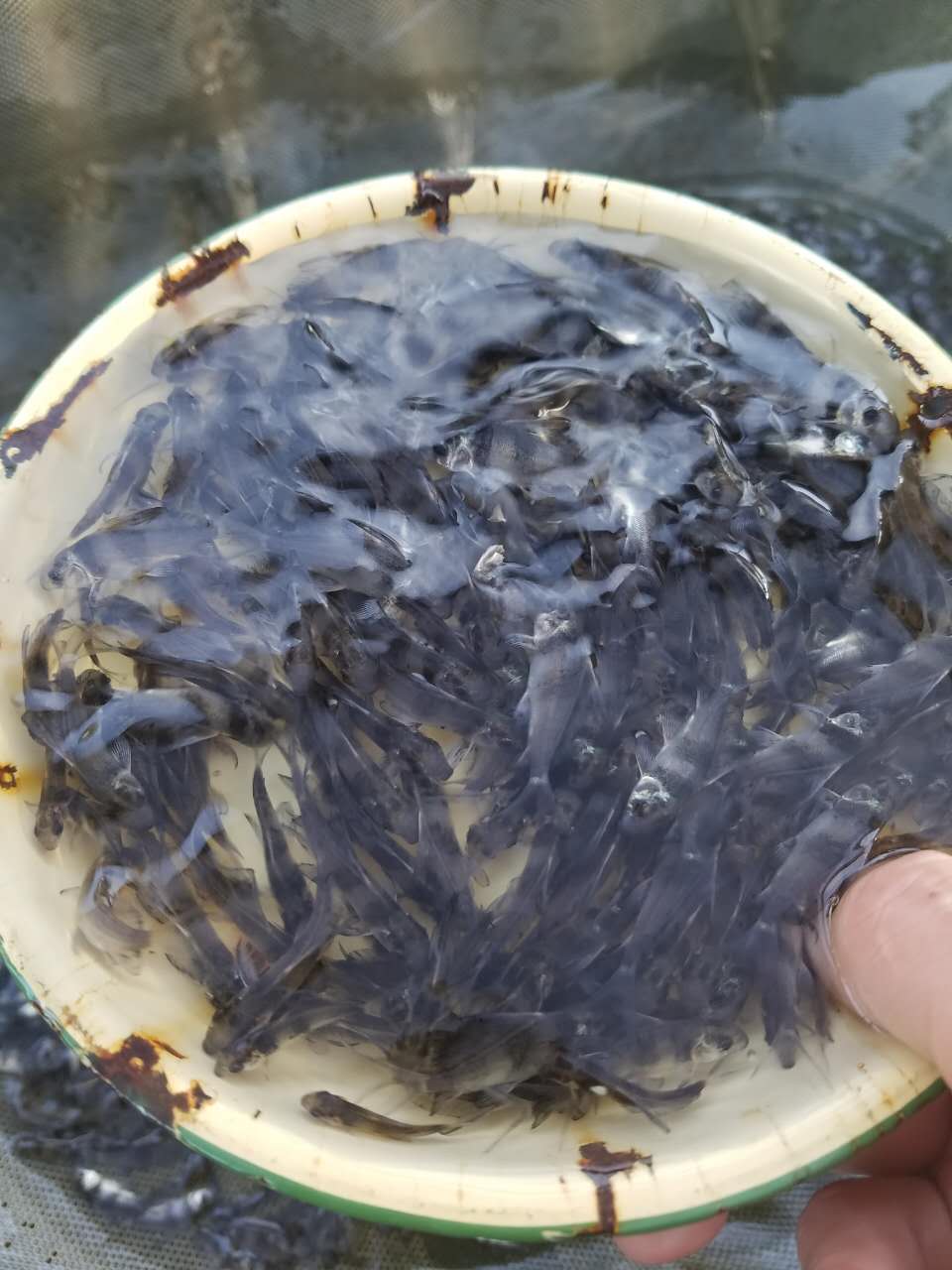 求购湖南省永州胭脂鱼苗