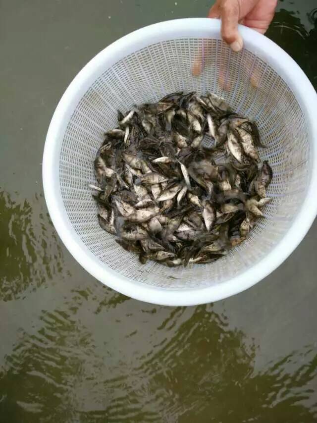 供应鳜鱼苗