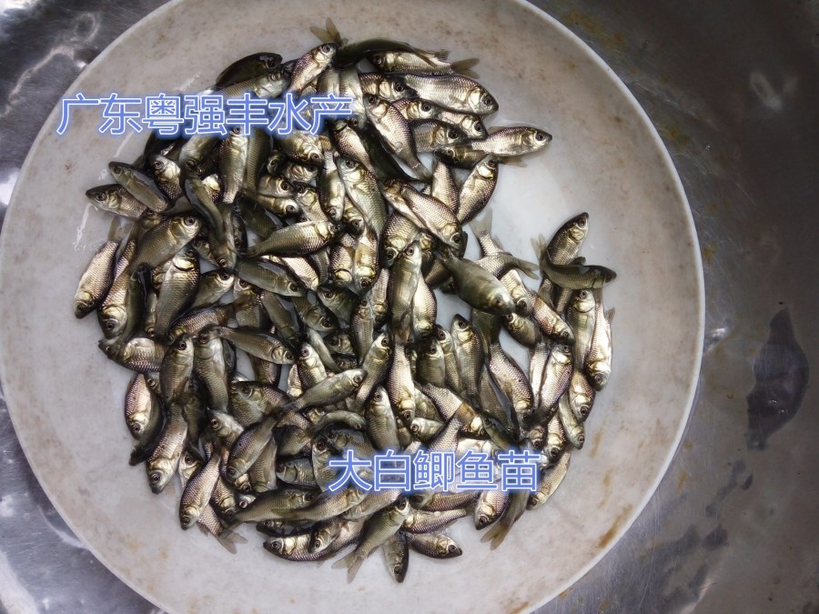 供应白鲫鱼苗