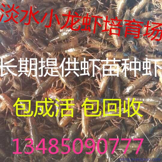 求购小龙虾种苗