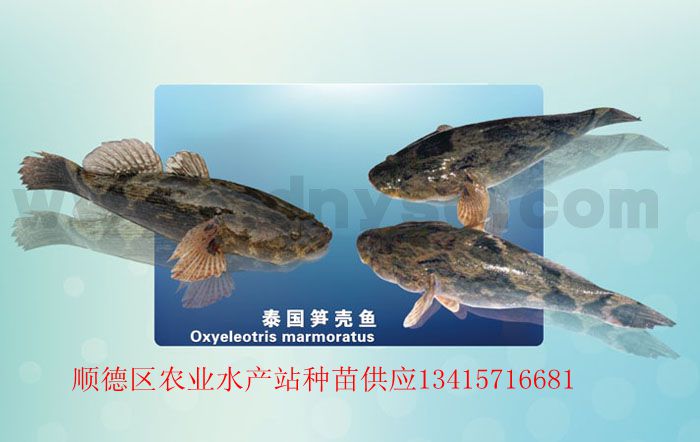 供应泰国笋壳鱼苗
