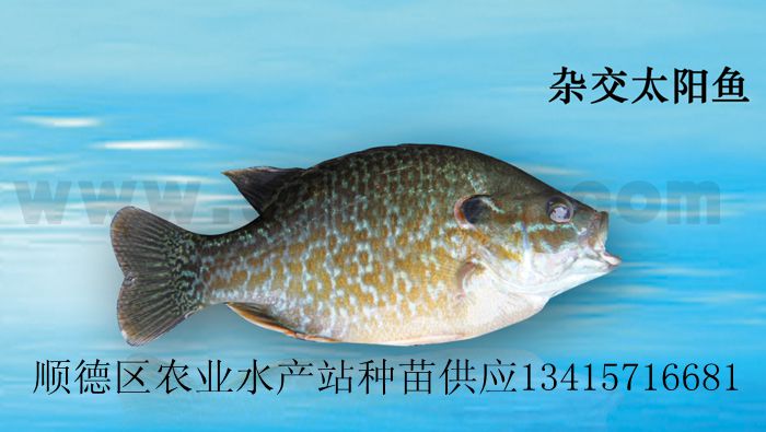 求购金边太阳鱼苗