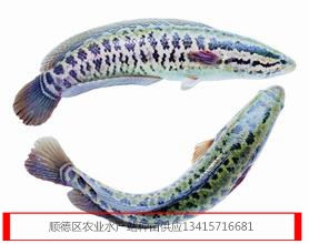 供应生鱼苗