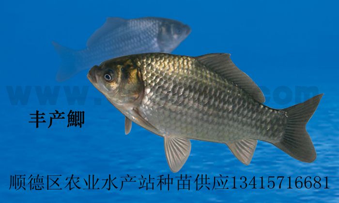 供应大禾鲫鱼苗