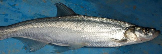 供应和顺鱼鱼苗