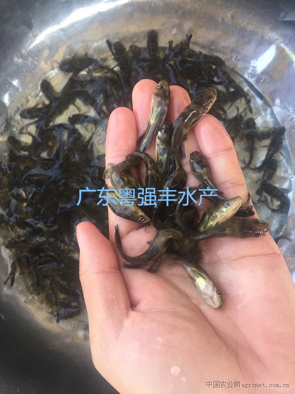 求购黄骨鱼苗