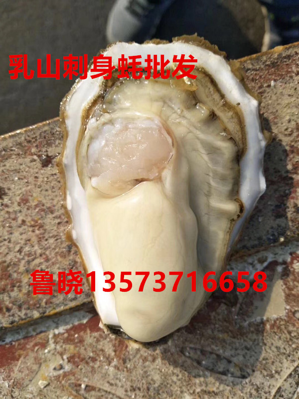 供应乳山牡蛎