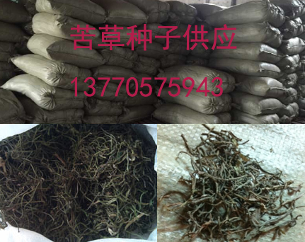 供应苦草种子、轮叶黑藻芽孢、伊乐藻