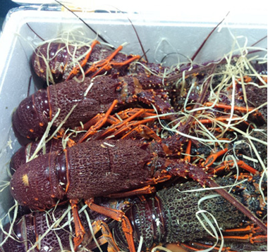 供应波斯顿龙虾
