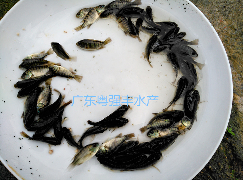 供应罗非鱼淡水鱼苗