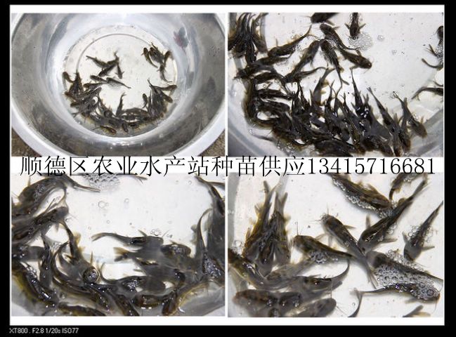 供应水产种苗－杂交黄颡鱼苗