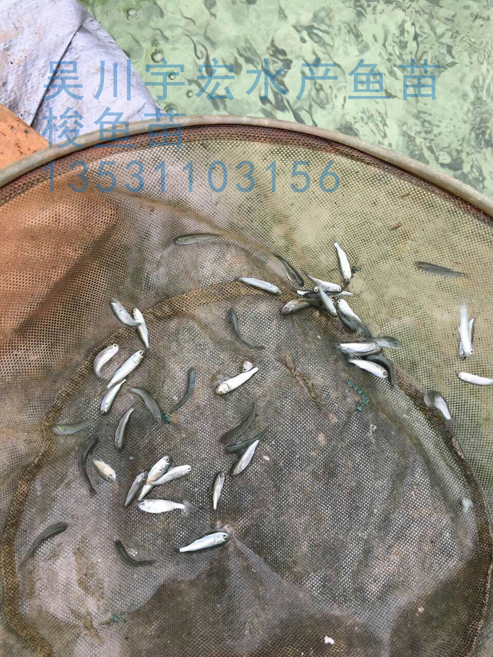 求购红眼鲻鱼苗