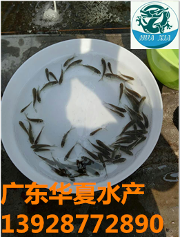 供应金丝草鱼苗