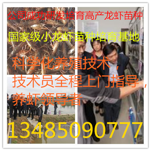 供应龙虾种苗
