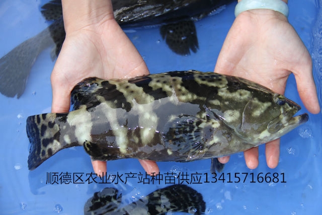供应青石斑鱼苗
