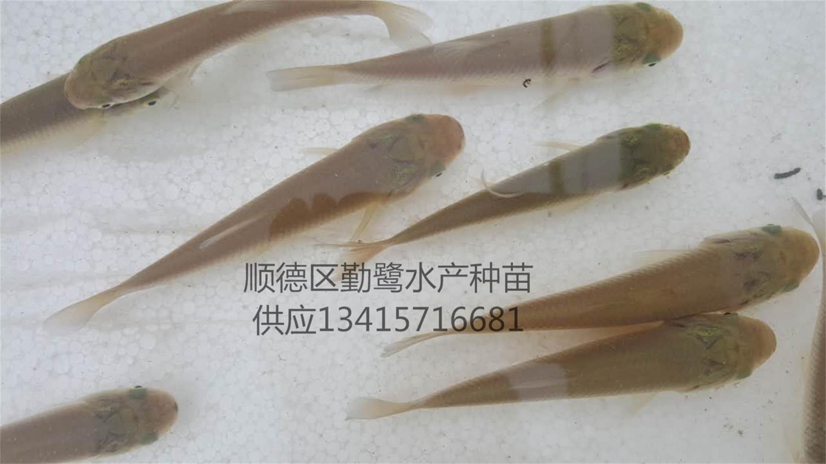 求购翡翠鲩