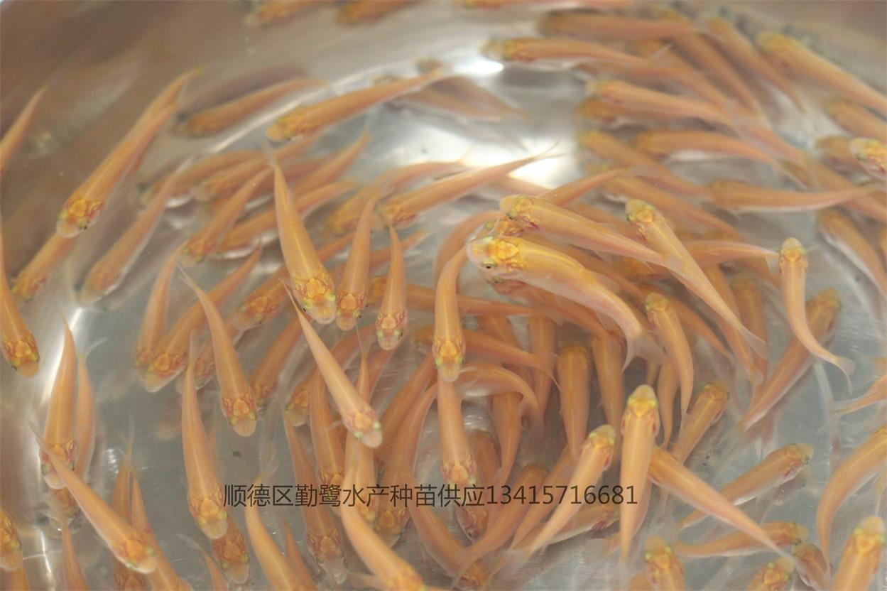 求购金草鱼苗