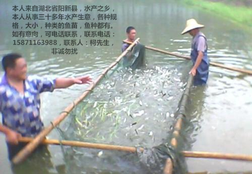 求购鲢鱼苗