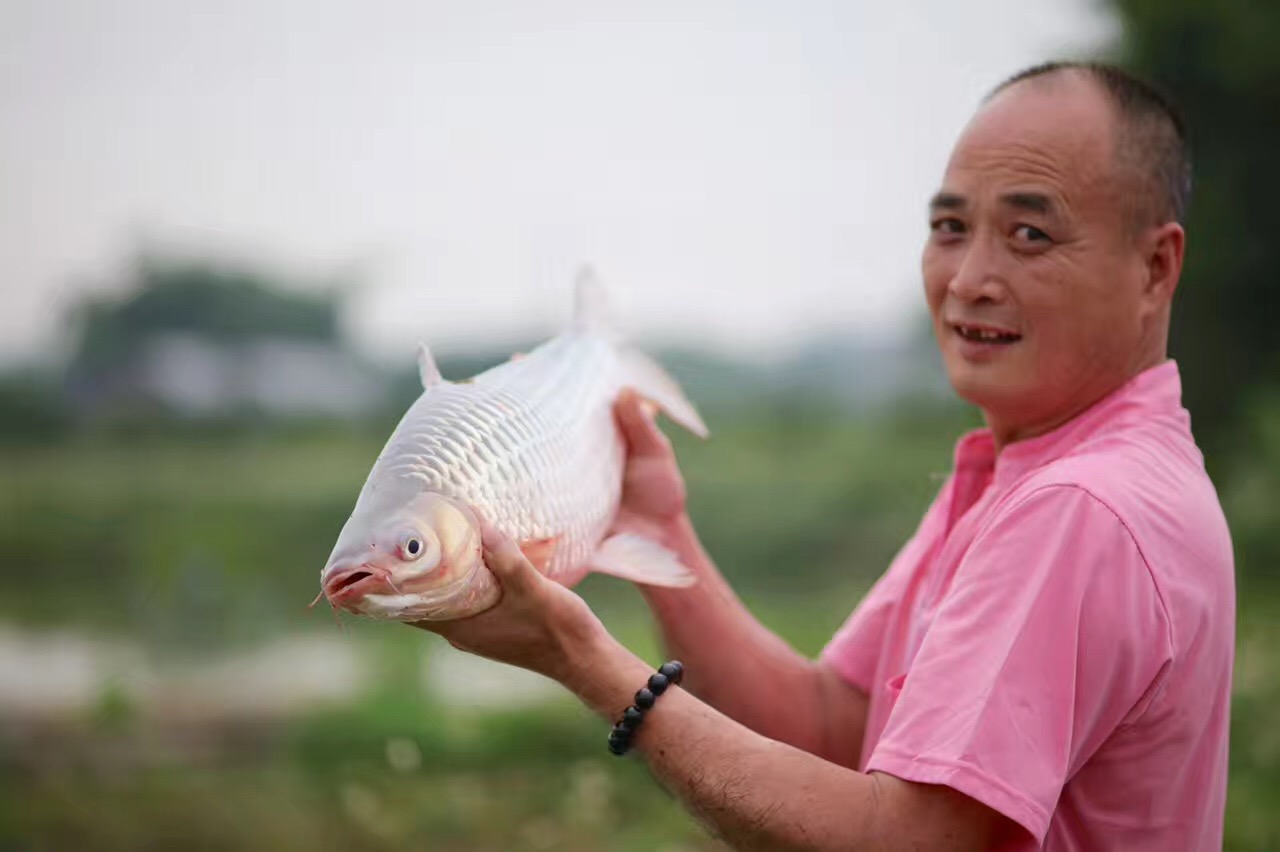 求购苏丹鱼