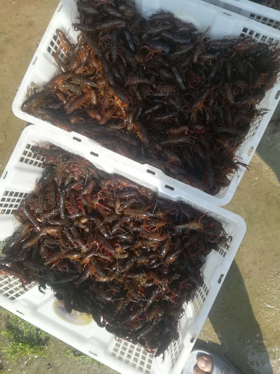 供应微山湖龙虾苗