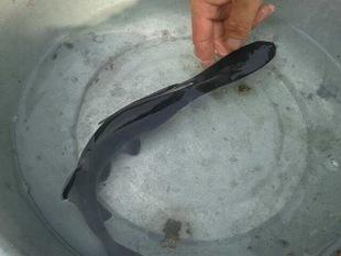 供应美国匙吻鲟鱼苗鸭嘴鱼苗