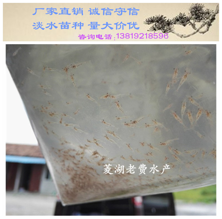供应罗氏沼虾苗