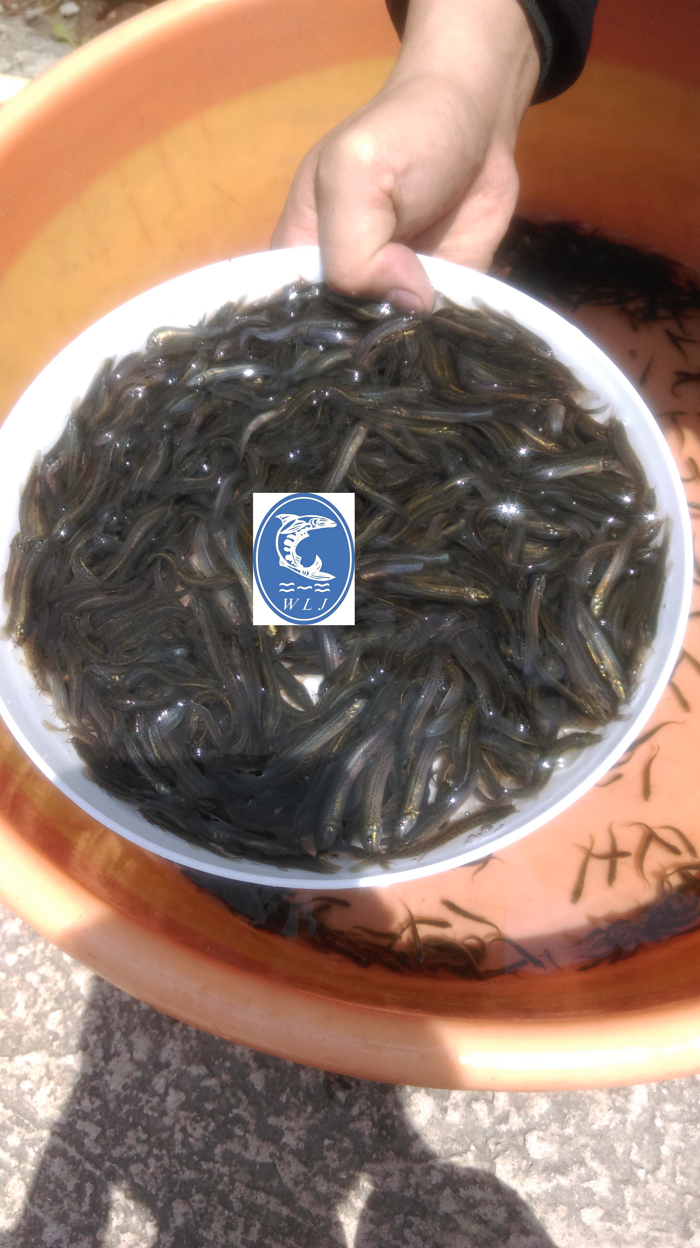 供应台湾泥鳅苗