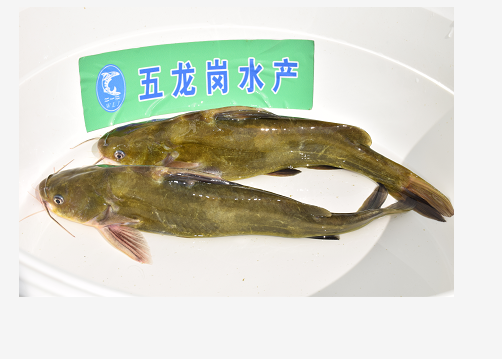 供应全雄黄颡鱼苗