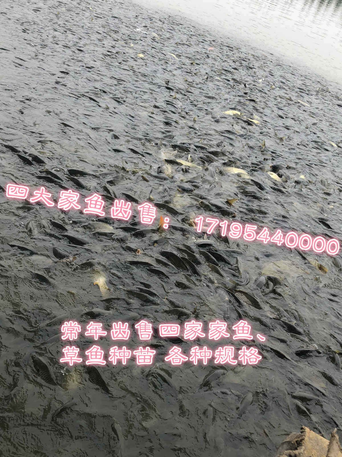 求购山东济宁草鱼鱼苗