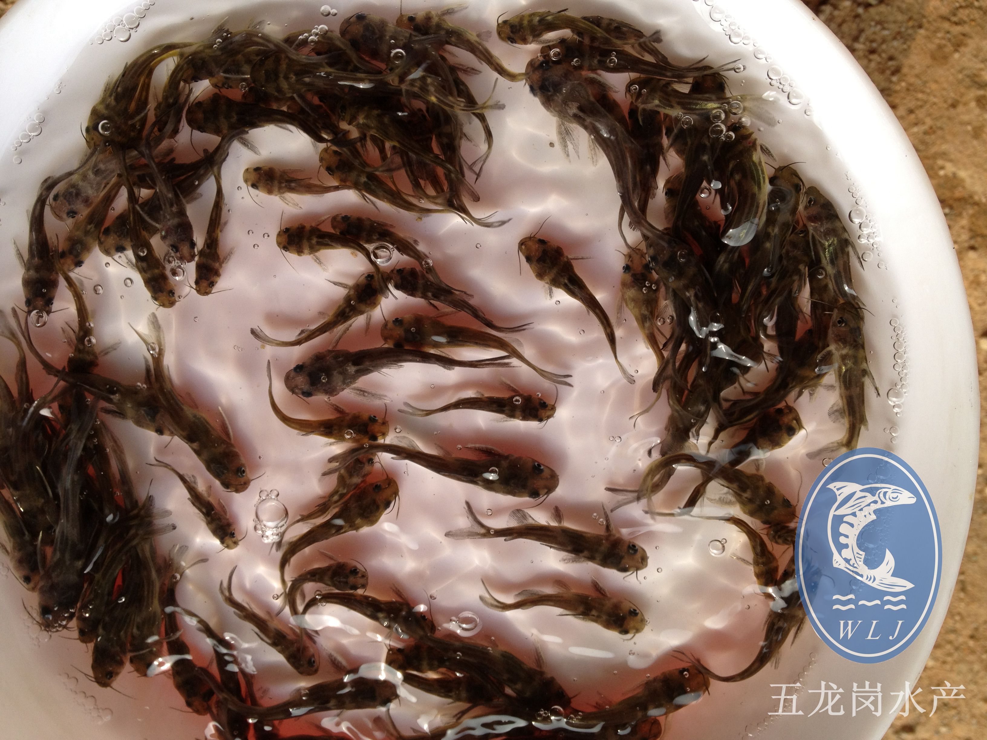 供应黄骨鱼苗、黄颡鱼苗
