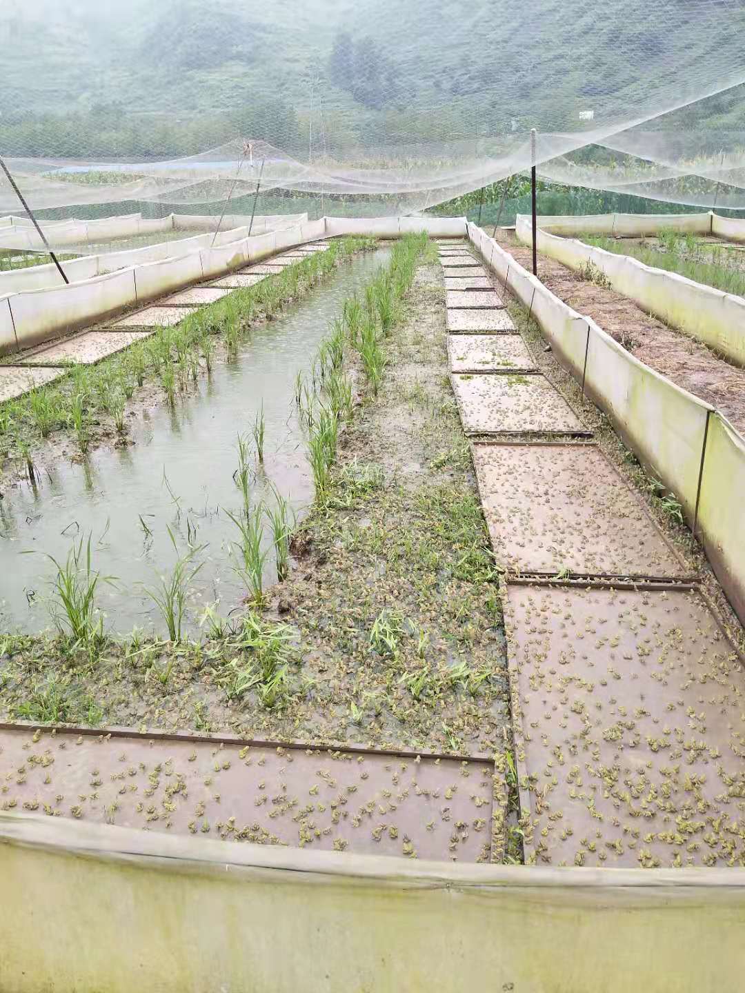 求购黑斑蛙种苗