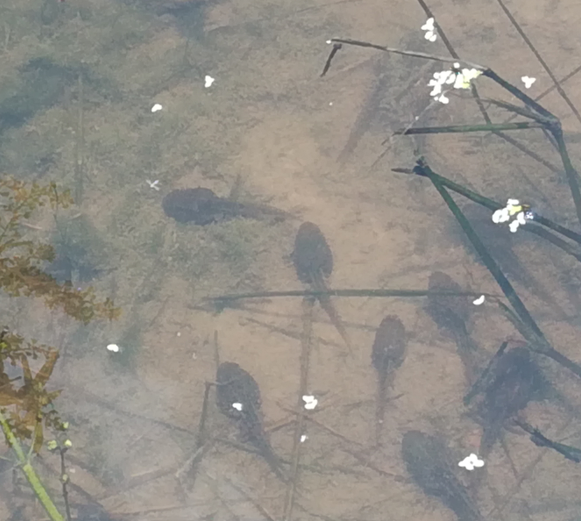 求购黑斑蛙种苗