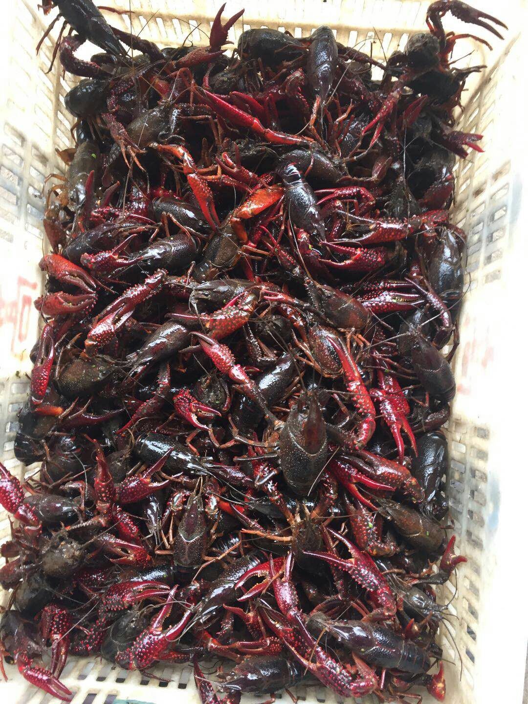 供应小龙虾