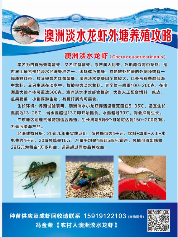 求购澳洲淡水龙虾