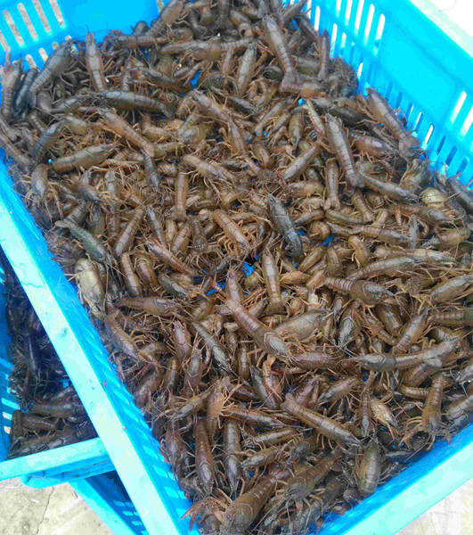 求购江苏小龙虾种苗 抱卵种虾