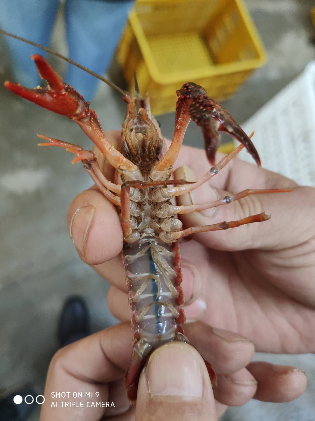 供应山东小龙虾批发