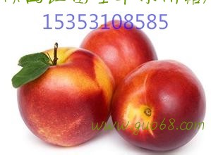 陕西油桃批发价格，中油5号油桃价格，518油桃产地合作社。