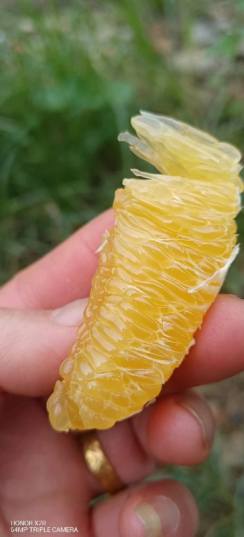 赣南脐橙