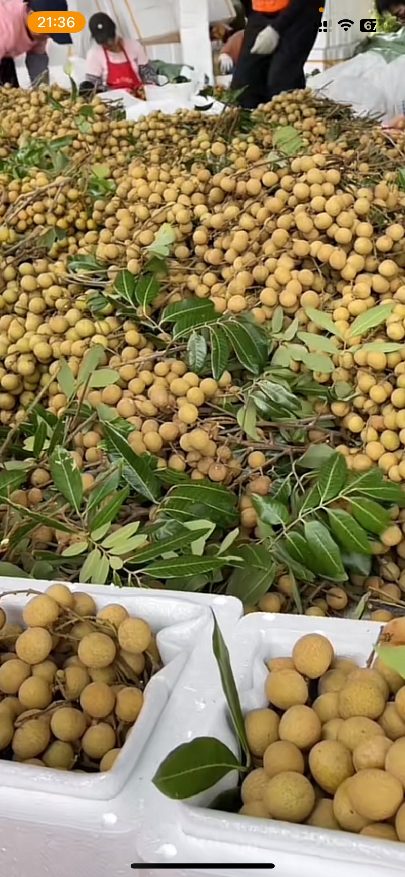 粤东大量龙眼