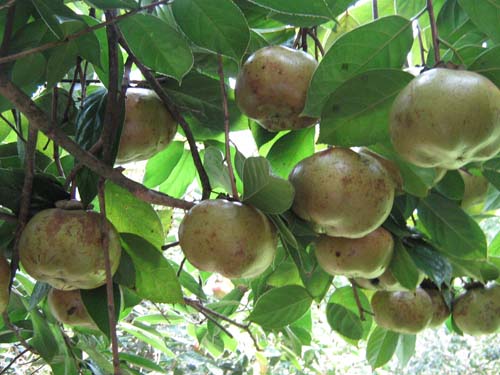 供应广西油茶种子与黑木相思苗 大叶相思苗与油茶苗