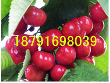 陕西樱桃基地批发陕西早大果樱桃产地陕西萨米脱樱桃价格